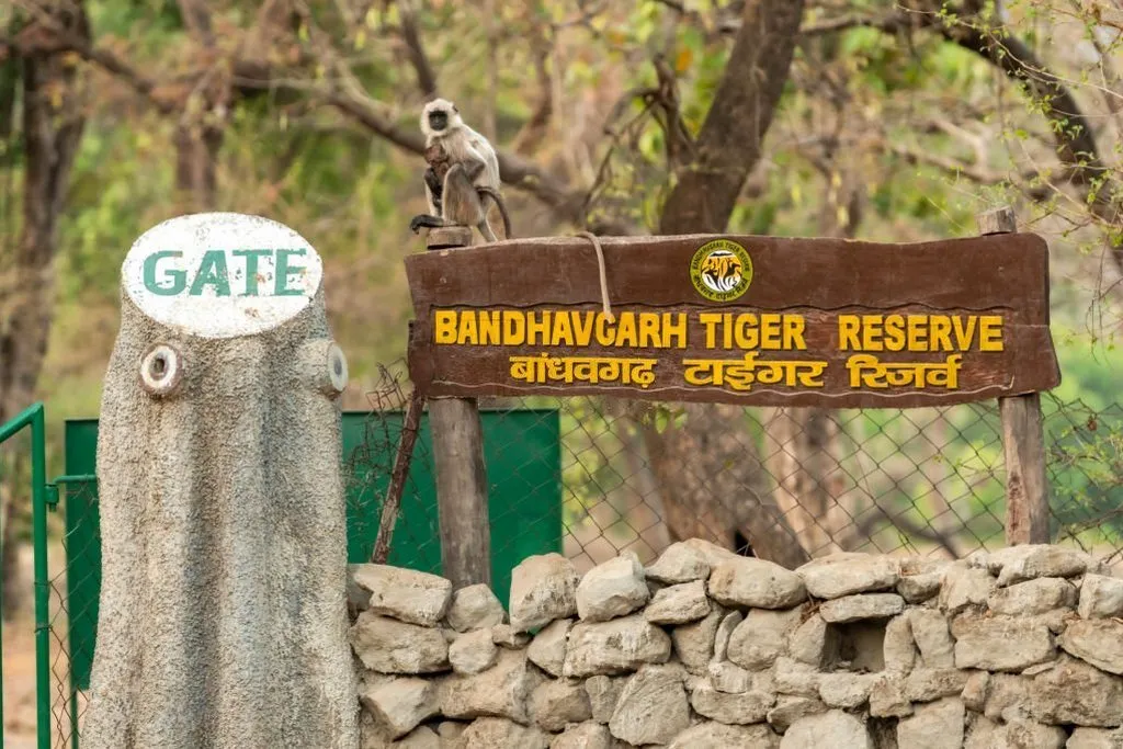 Bandhavgarh Safarii